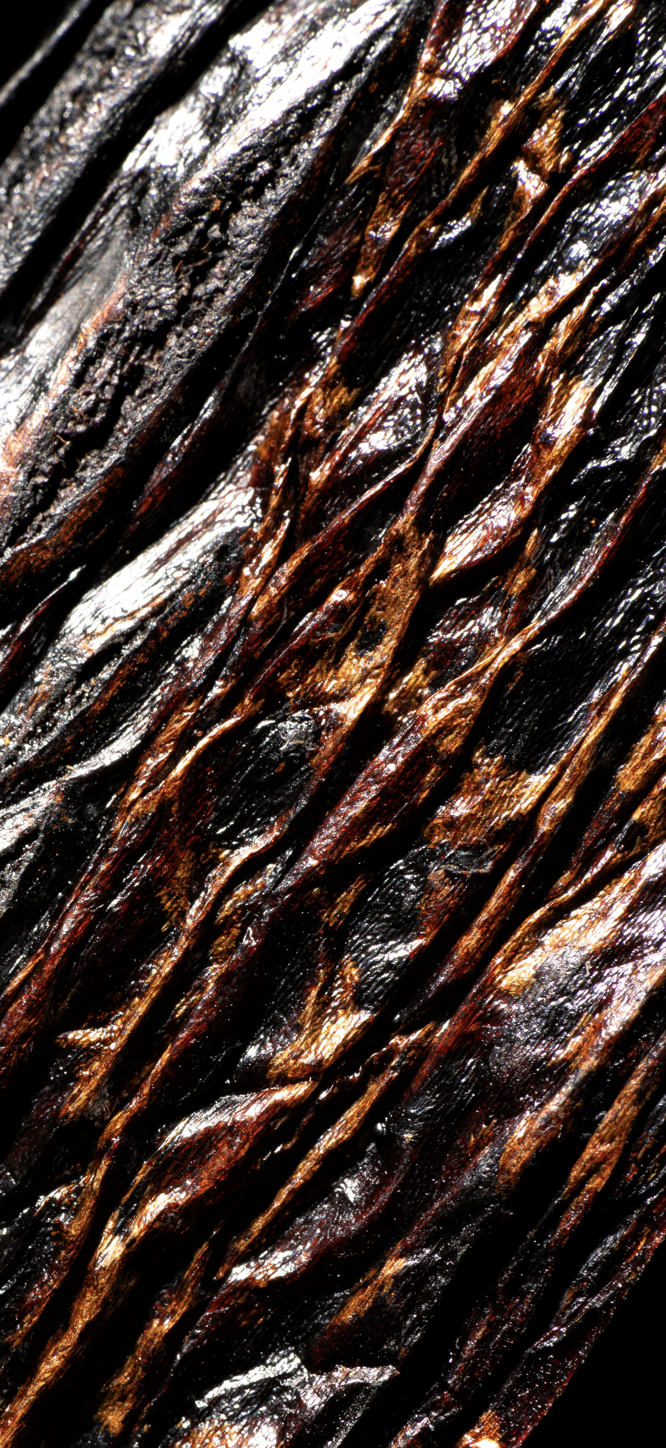 Vanille pompona du Pérou