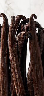 Vanille tahitensis de Tahiti Tahaa