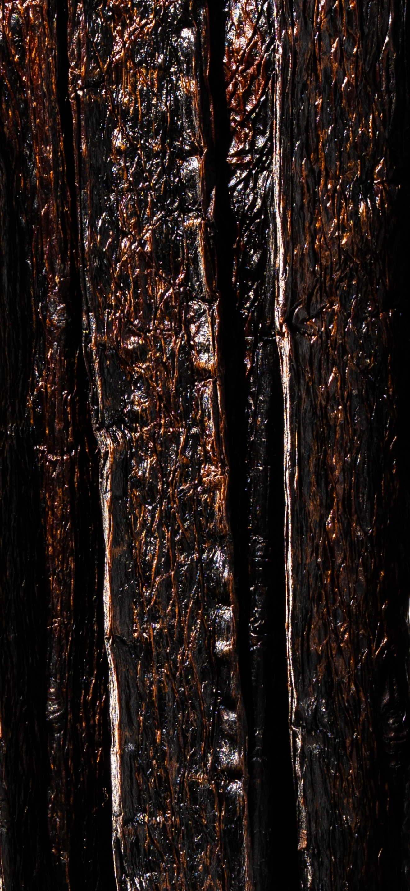 Vanille pompona du Pérou