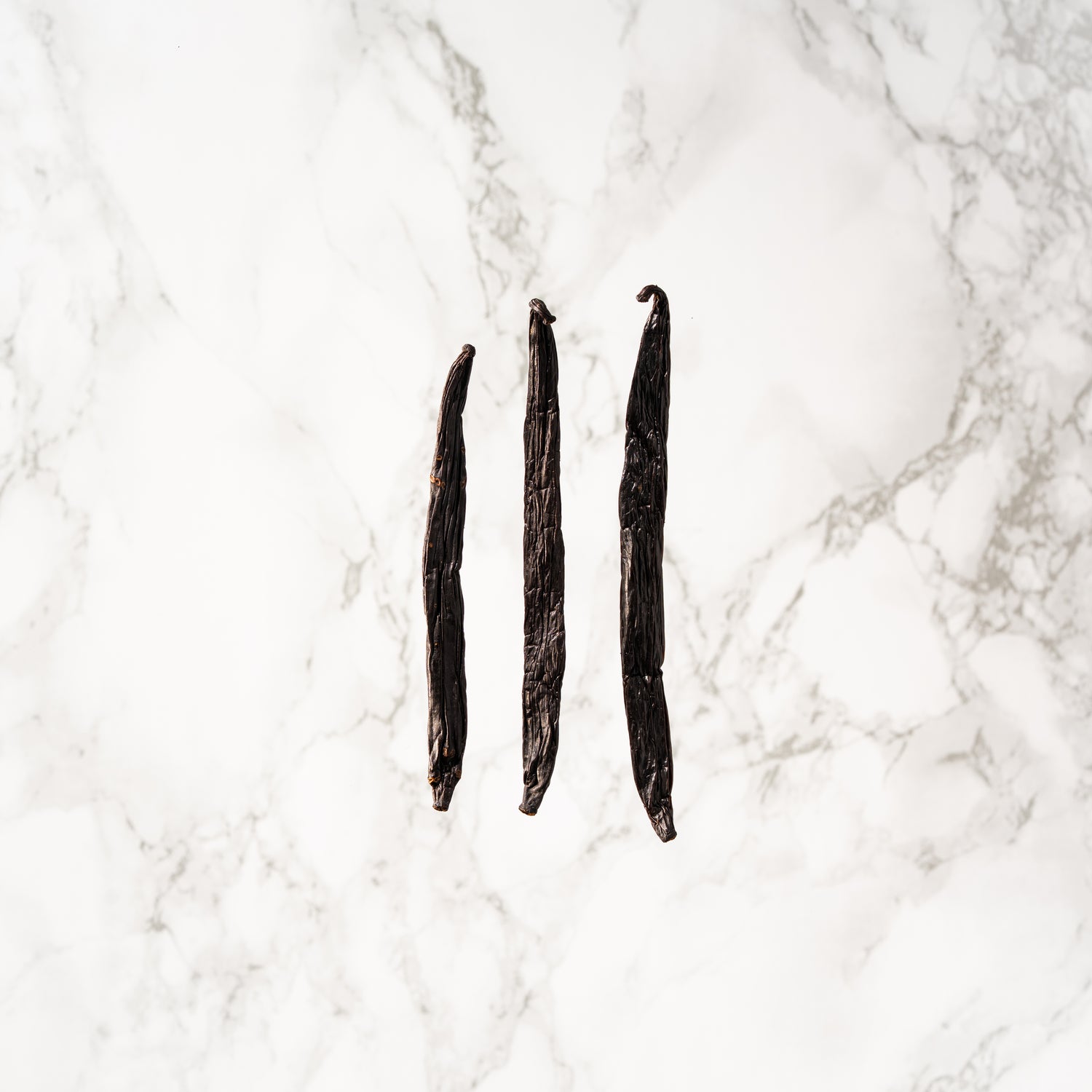 Alignement de gousses monumentales de vanille Sotoarenasii de Colombie.