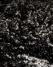 Caviar de vanille Bourbon de Madagascar professionnel