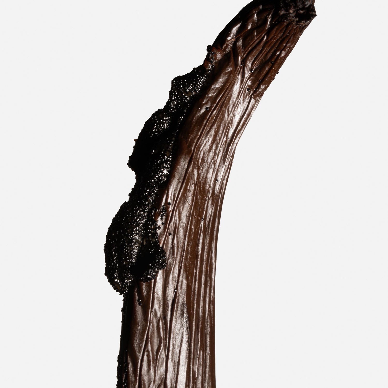 Intérieur d'une gousse de vanille de Tahiti Raiatea révélant un caviar de vanille abondant.