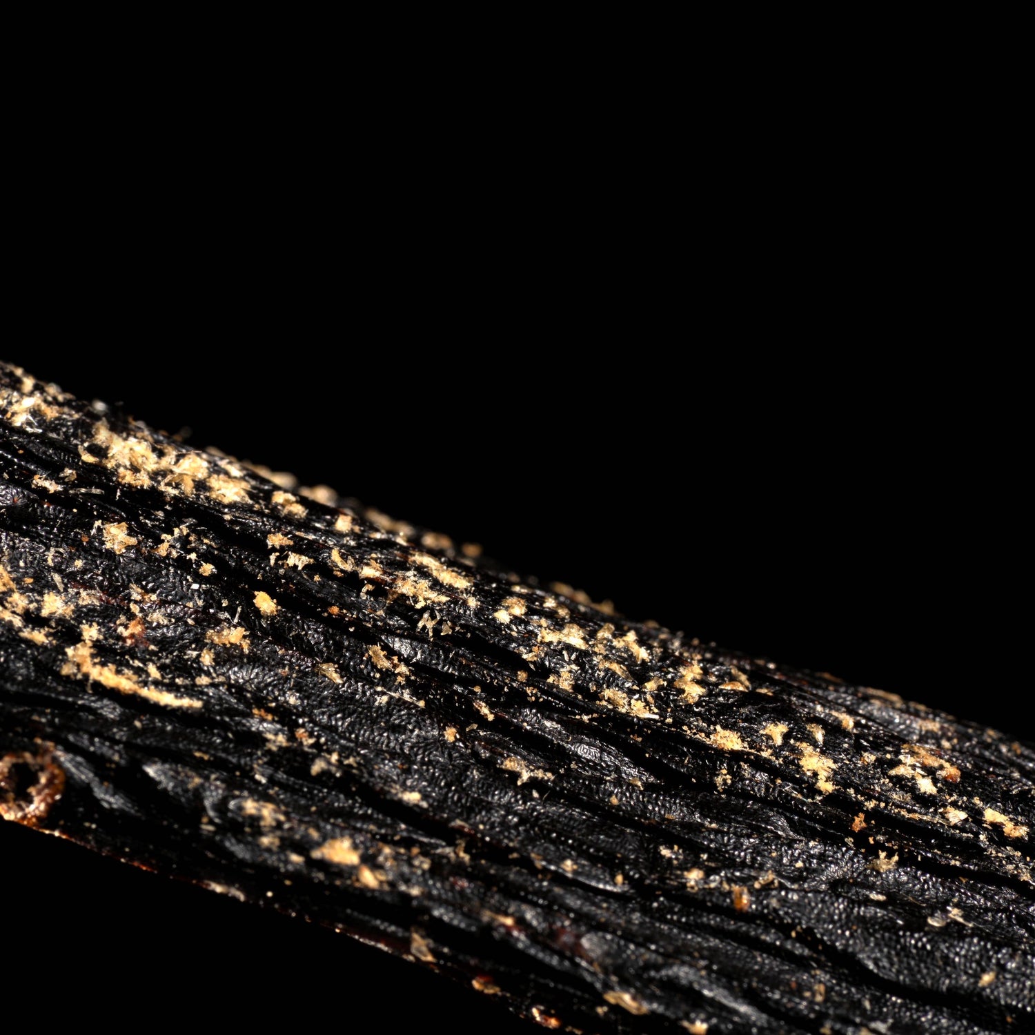 Gros plan sur la cristallisation de coumarine naturelle formant des cristaux jaunes sur une gousse.