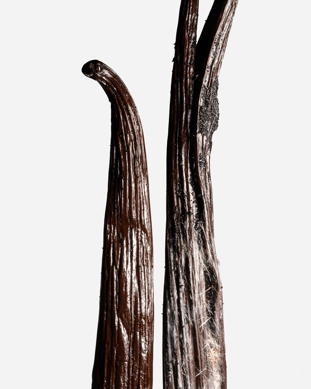 Intérieur d'une gousse de vanille tanzanienne fendue saturée de grains et de vanilline.