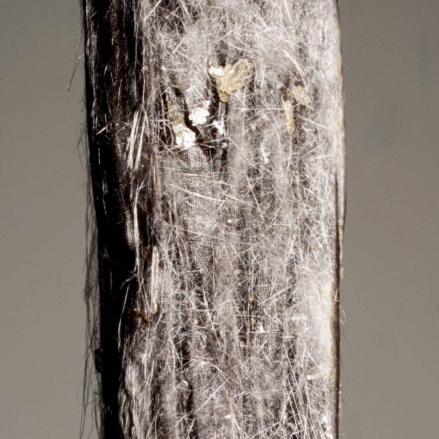 Détail macro des cristaux de vanilline blanche sur une vanille Planifolia d'exception.