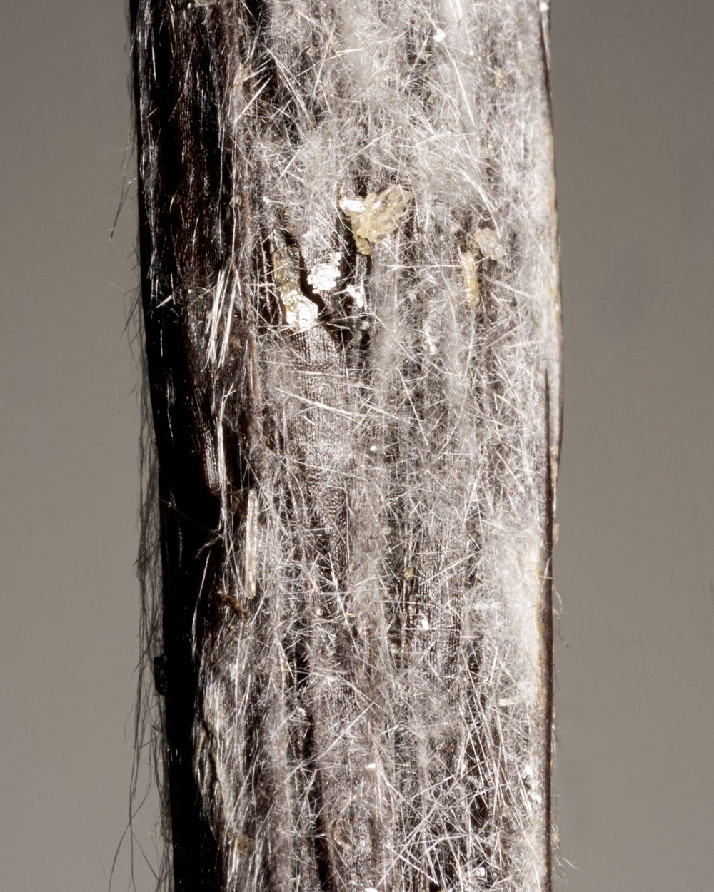Détail macro des cristaux de vanilline blanche sur une vanille Planifolia d'exception.