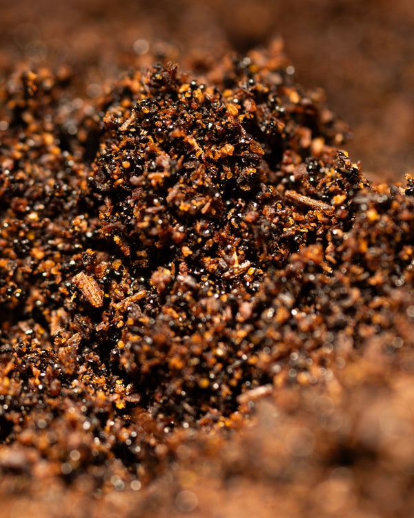 Poudre de vanille