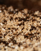 Sucre vanillé