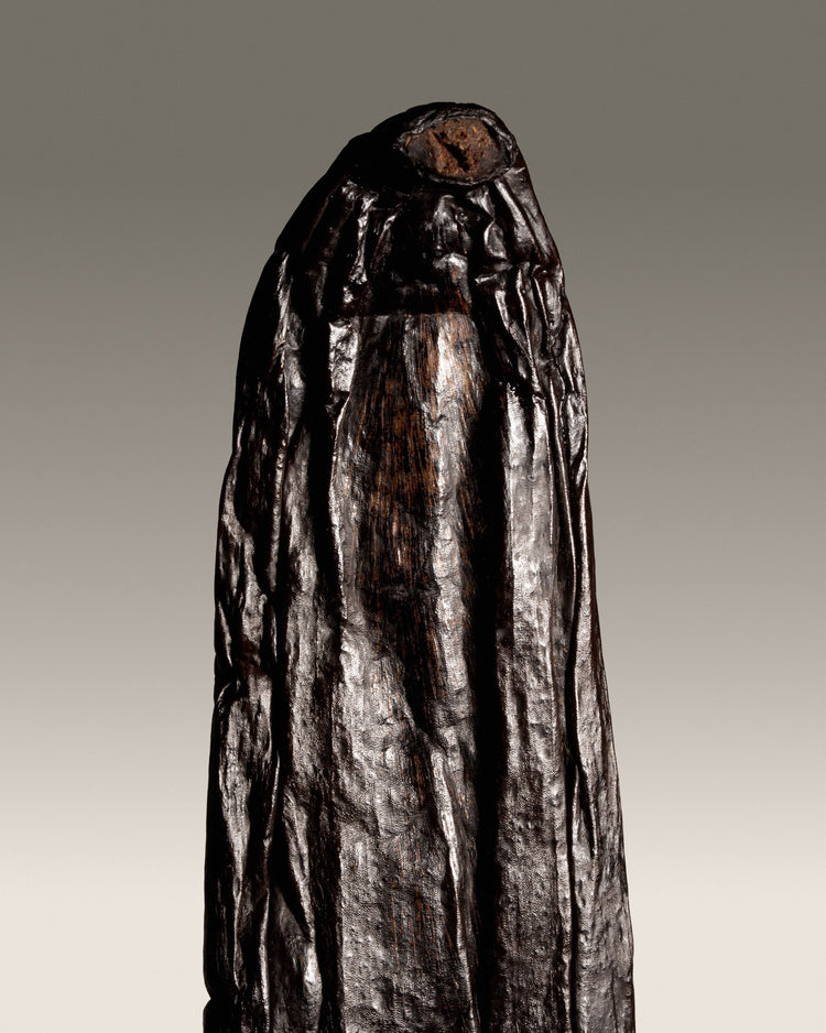 Vanille Chamissonis du Brésil