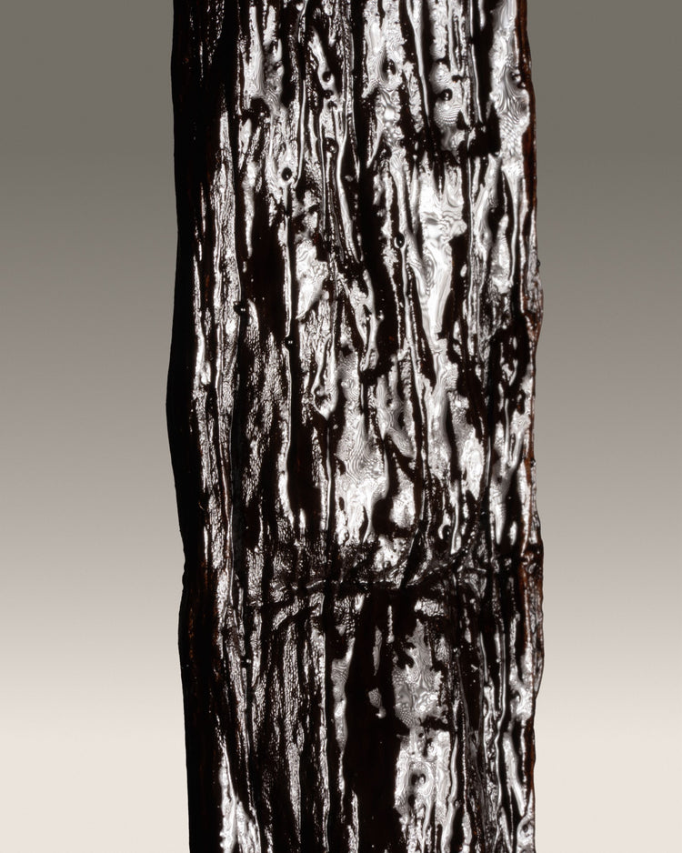 Vanille cribbiana du Guatemala