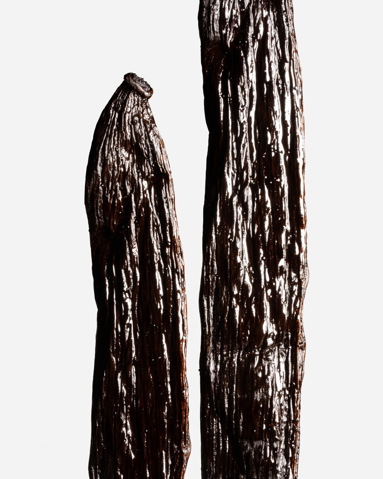 Vanille cribbiana du Guatemala