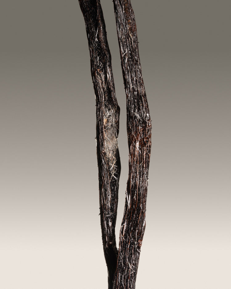 Vanille planifolia fendue givrée de Madagascar