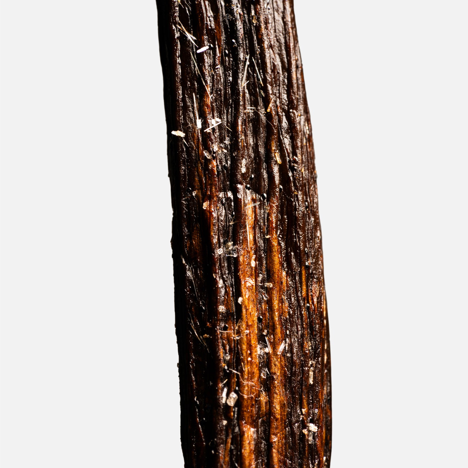 Gousse de vanille Odorata d’Équateur, détail de la peau striée et du givre de vanilline
