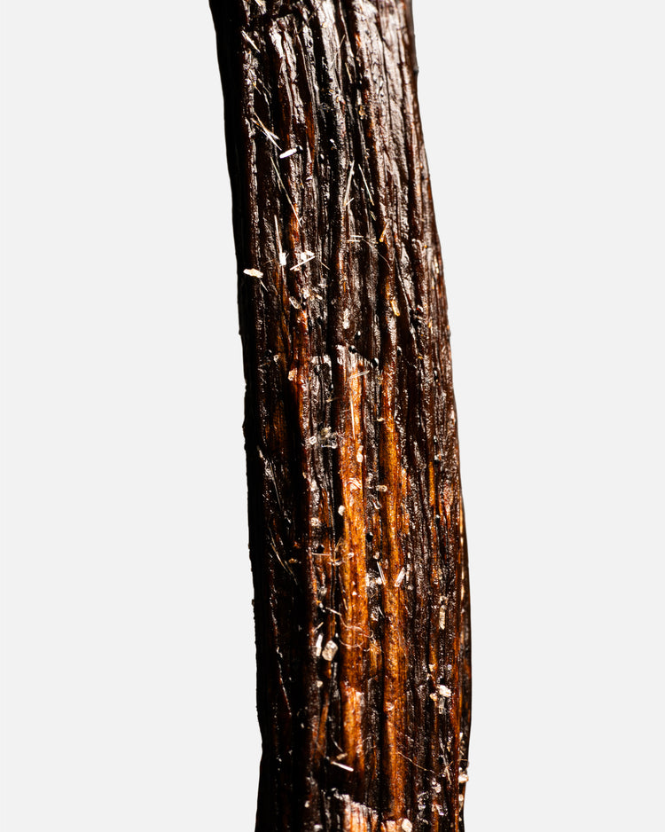 Vanille Odorata d’Équateur