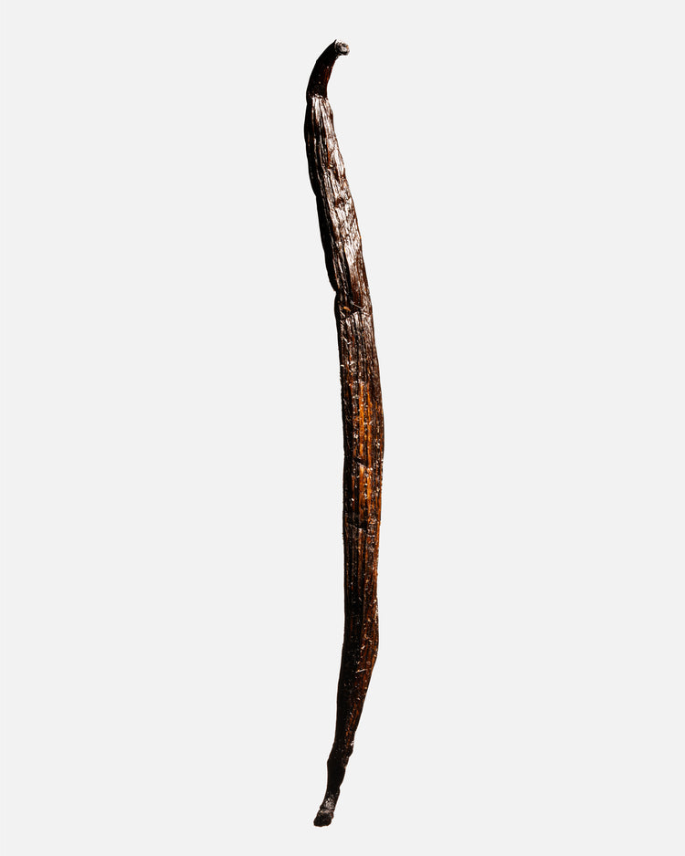 Vanille Odorata d’Équateur