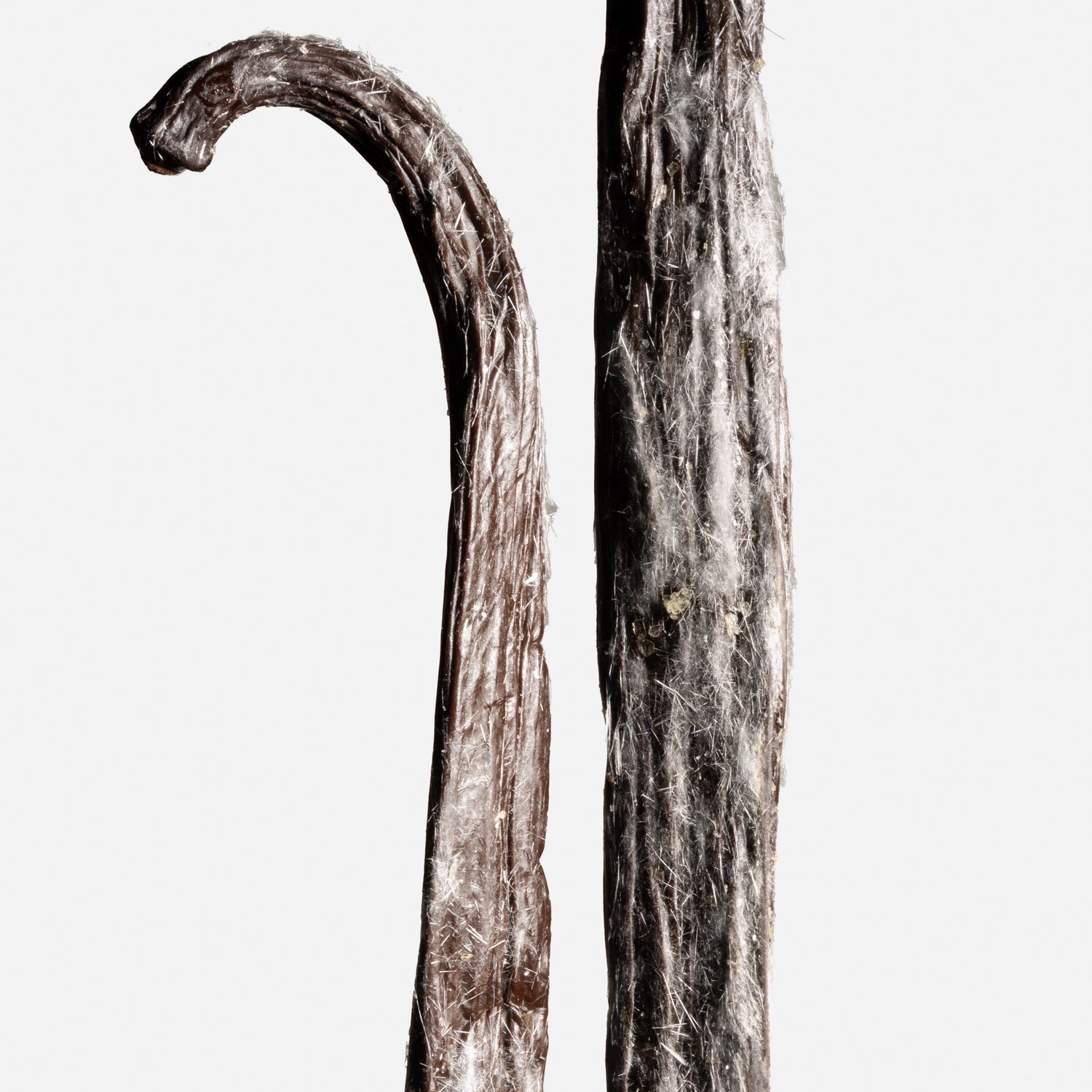 Gousse de vanille Planifolia givrée de Nouvelle-Calédonie avec cristaux de vanilline naturels.