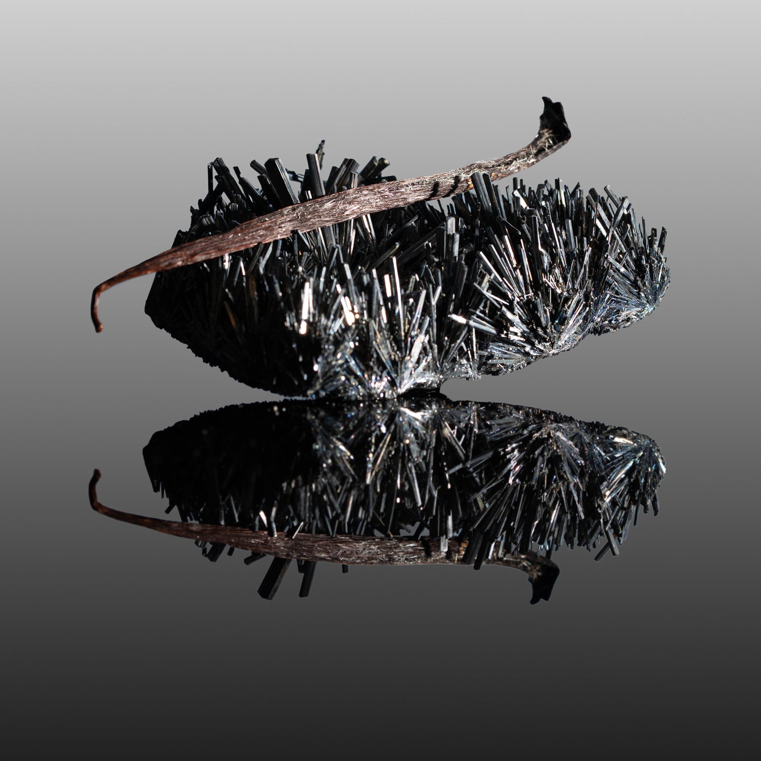 Gousse de vanille de collection Galand Vanille, origine La Réunion, aspect cristallisé.