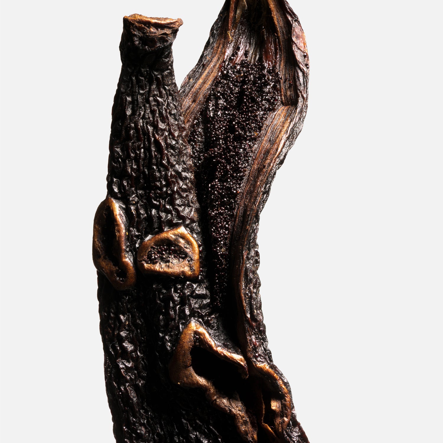 Extrémité d'une gousse fendue de vanille pompona du Brésil, chair et grains visibles