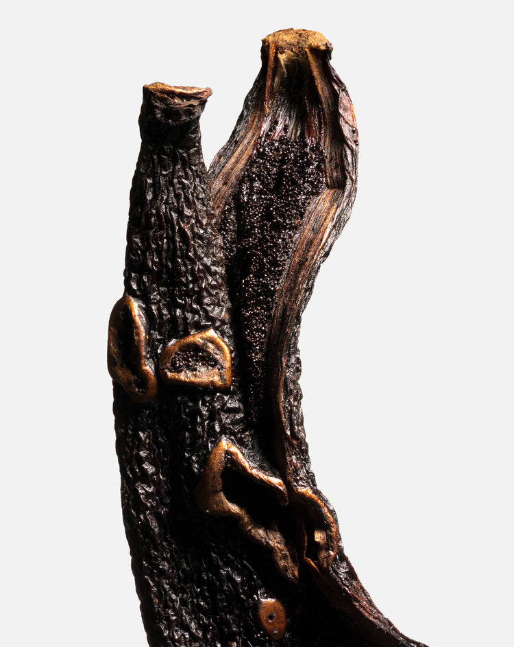 Vanille pompona du Brésil