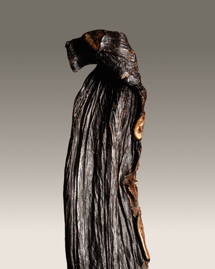 Vanille pompona du Brésil