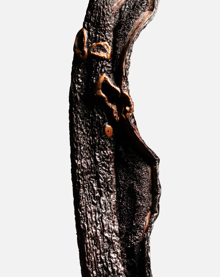Vanille pompona du Brésil