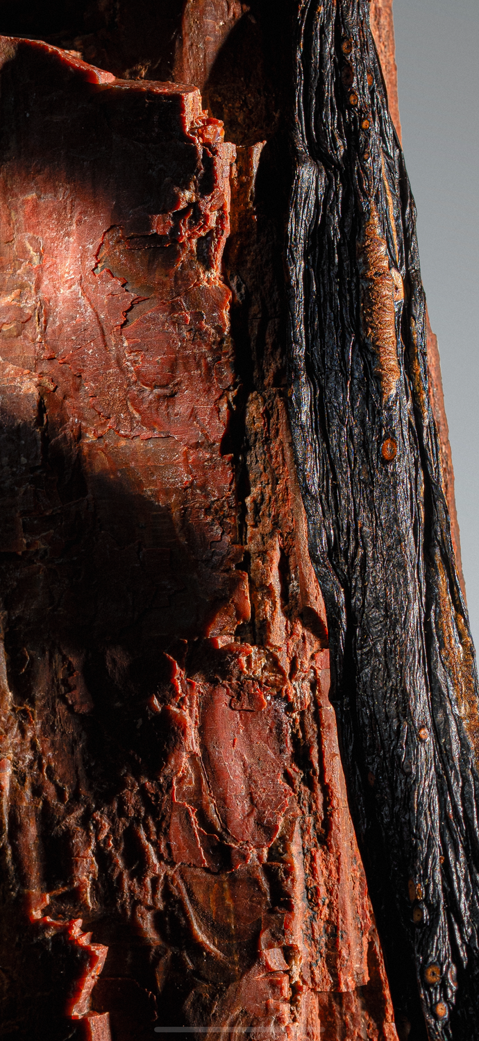 Vanille Pompona du Brésil issue des terroirs préservés et sauvages.