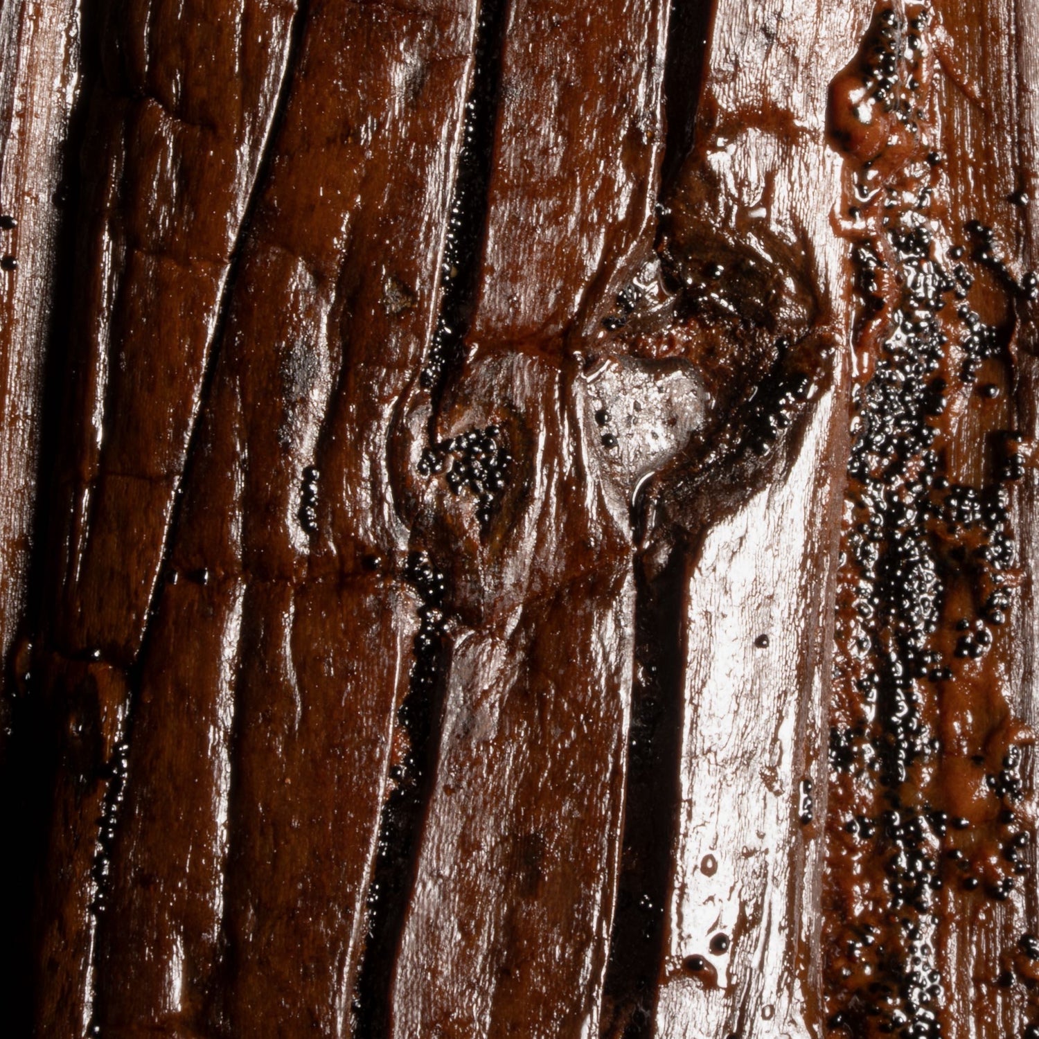 Détail de l'ouverture naturelle d'une gousse de vanille Pompona de Martinique.