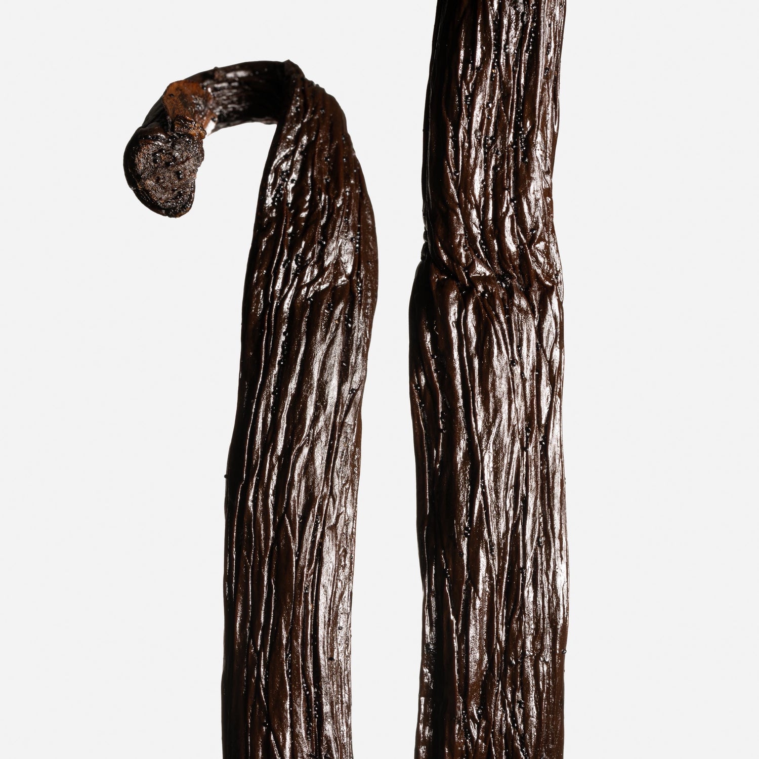 Gousse entière de vanille Pompona Tsy Taitry de Madagascar, charnue et brillante.