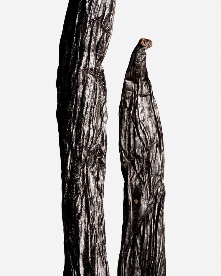 Vanille sotoarenasii de Colombie