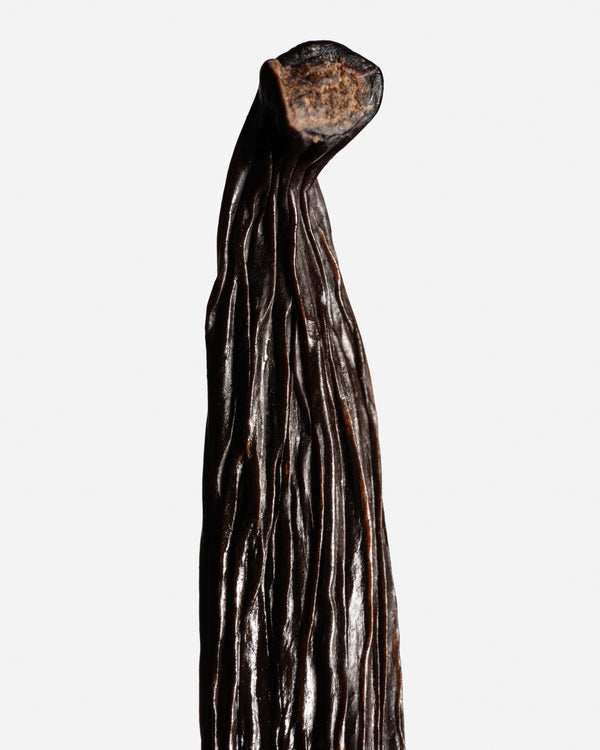 Gousses de vanille Tahitensis d'Équateur Galand Vanille, robe noire et satinée.