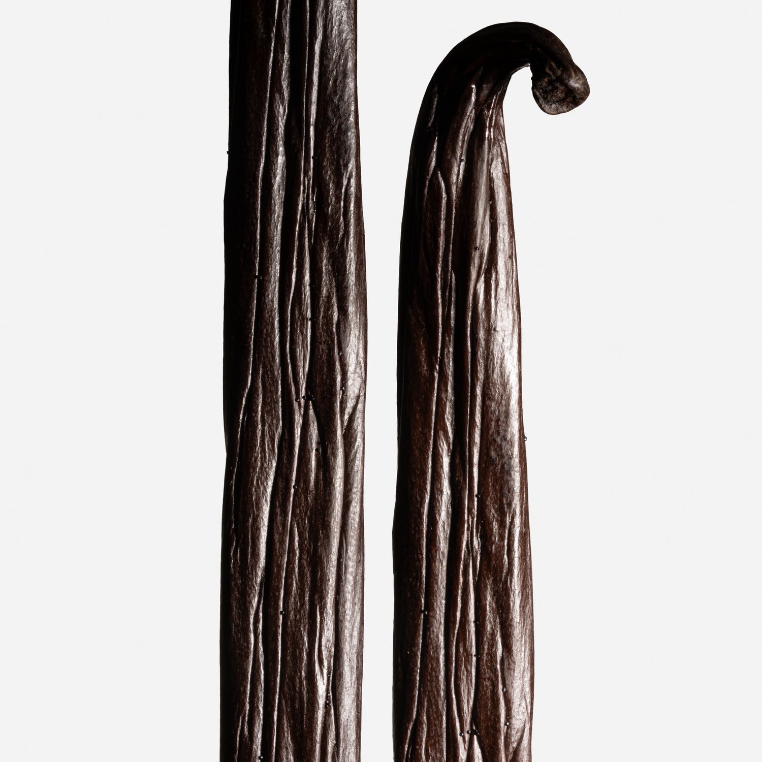 Gousses de vanille de Tahiti Raiatea Grand Cru, grasses et brillantes.