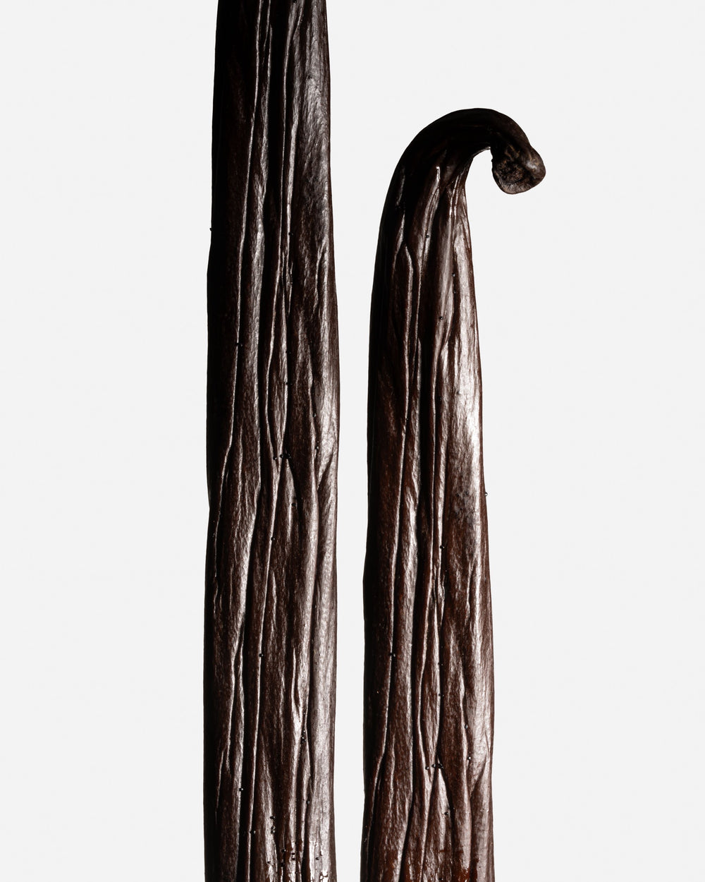 Gousses de vanille de Tahiti Raiatea Grand Cru, grasses et brillantes.