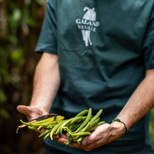 Paul Galand en Tanzanie tenant des gousses de vanille verte planifolia fraîchement récoltées, illustrant le sourcing direct de Galand Vanille.