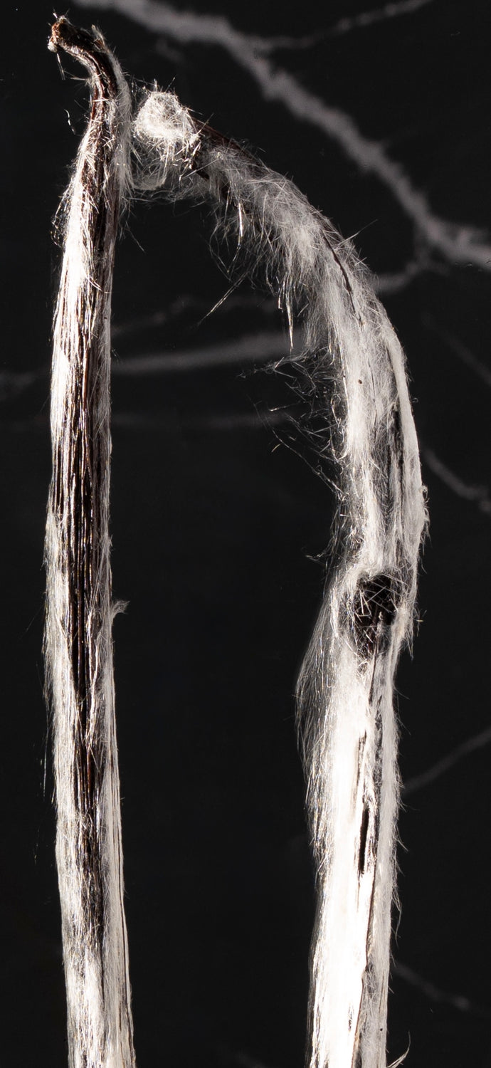 Gros plan sur les cristaux de vanilline étincelants à la surface d'une gousse de l'Île Maurice.